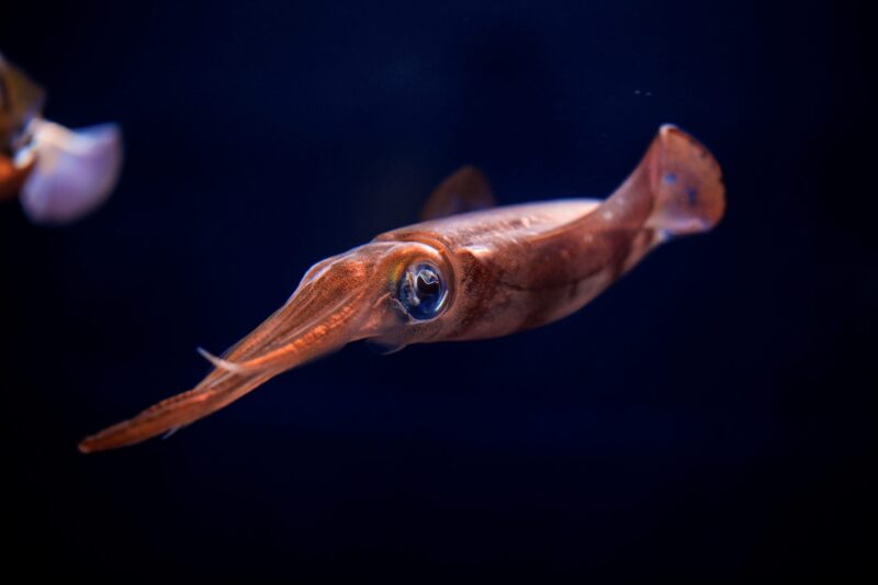 Ảnh cá mực màu cam