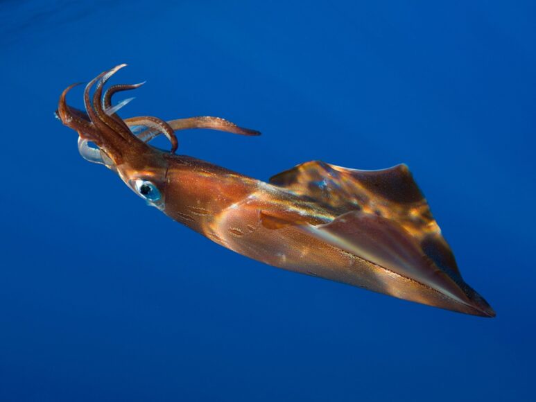 Ảnh cá mực màu nâu