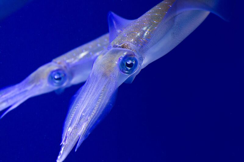 Ảnh cá mực trong suốt