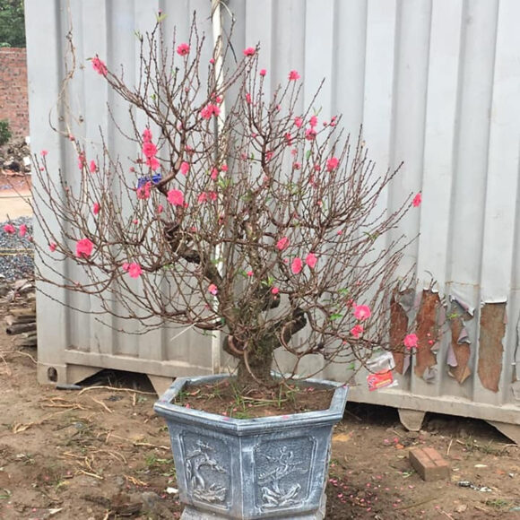 Ảnh cây Đào trồng trong chậu