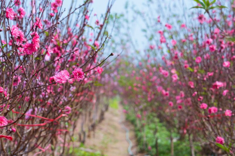 Ảnh cây Đào trong vườn