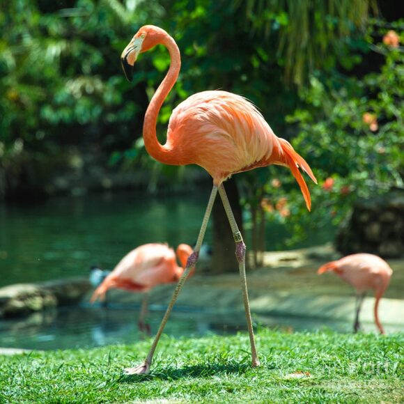 Ảnh chim hồng hạc đang bước đi