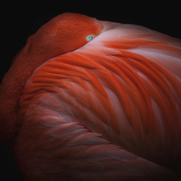 Ảnh chim hồng hạc mắt xanh