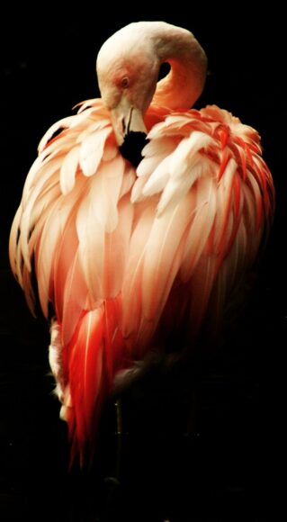 Ảnh chim hồng hạc rỉa lông