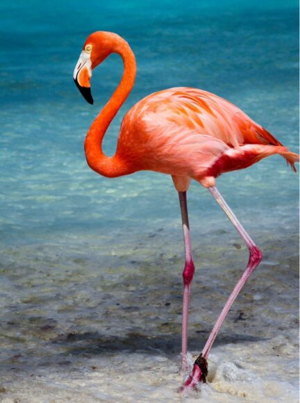 Ảnh chim hồng hạc rõ nét