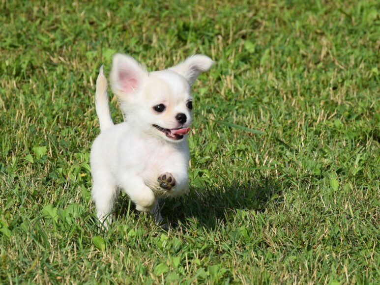 Ảnh chó Chihuahua màu trắng