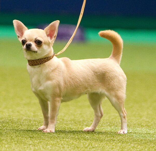 Ảnh chó Chihuahua màu vàng
