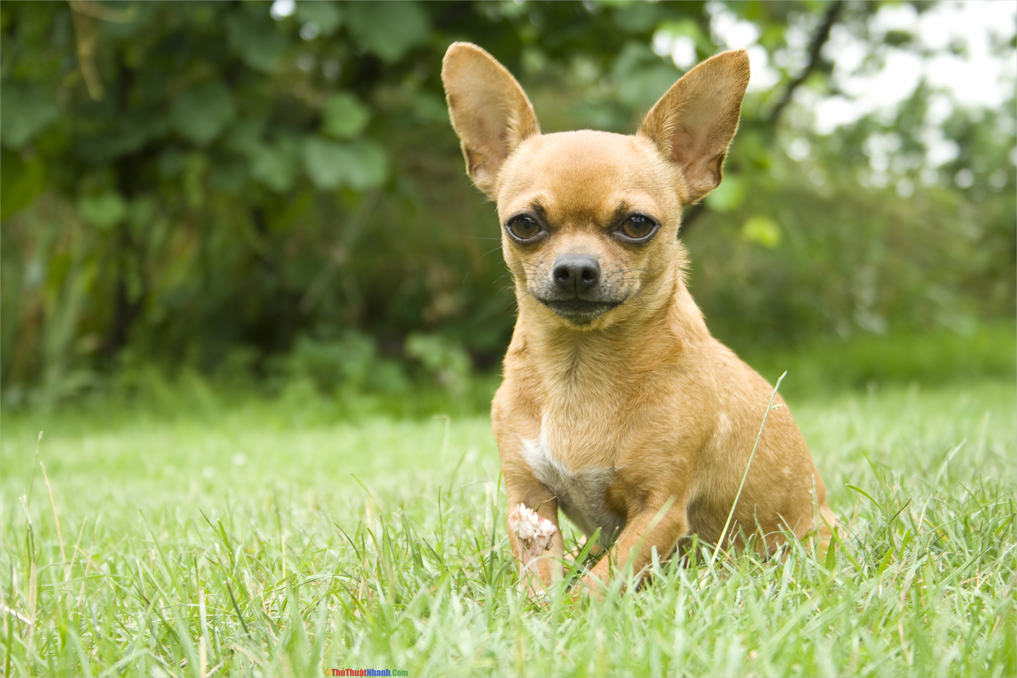 Hình ảnh chó Chihuahua đẹp nhất  Ảnh thú cưng trong nhà