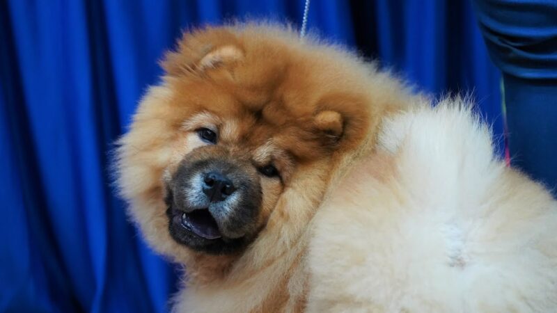 Ảnh chó Chow Chow chơi đùa