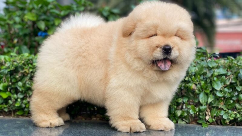 Ảnh chó Chow Chow lông sáng màu