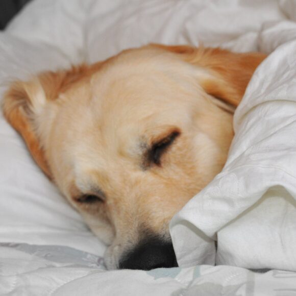 Ảnh chó Golden đang ngủ