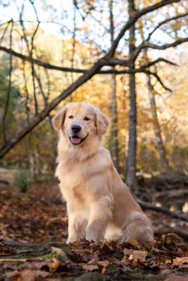 Ảnh chó Golden đáng yêu nhất