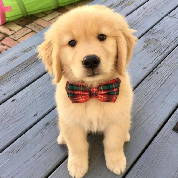 Ảnh chó Golden đeo nơ