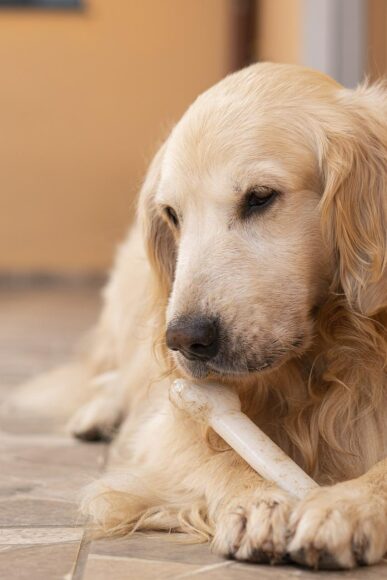 Ảnh chó Golden gặm xương