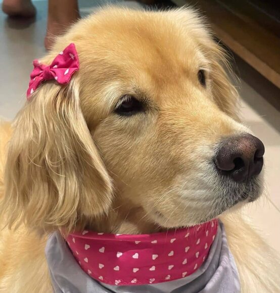 Ảnh chó Golden kẹp nơ