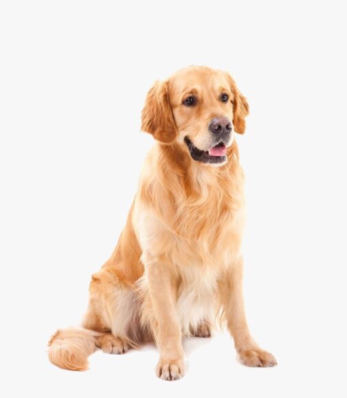 Ảnh chó Golden lè lưỡi