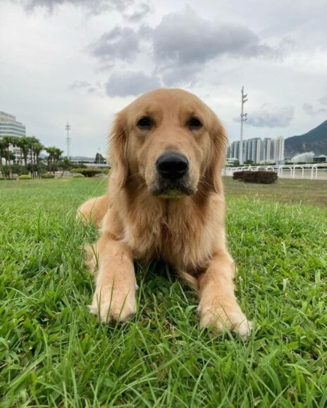 Ảnh chó Golden trên cỏ