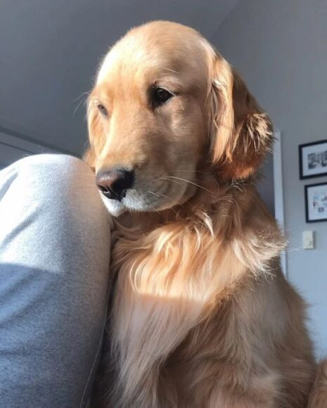 Ảnh chó Golden trong nhà