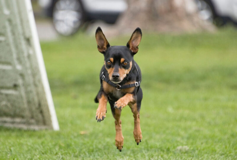 Ảnh chó Phốc chạy