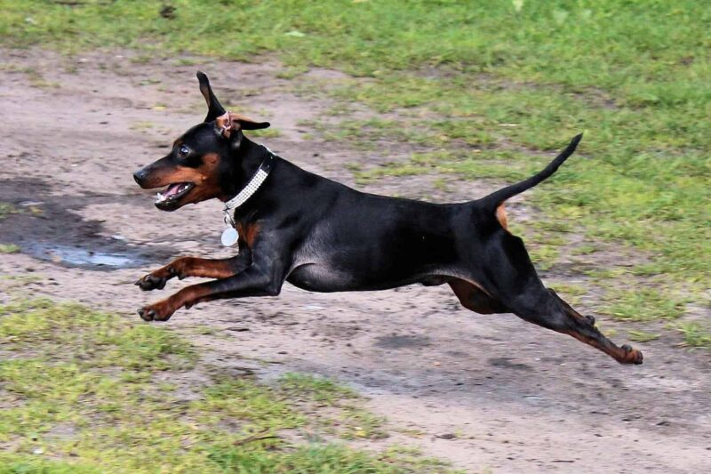 Ảnh chó Phốc chạy nhanh