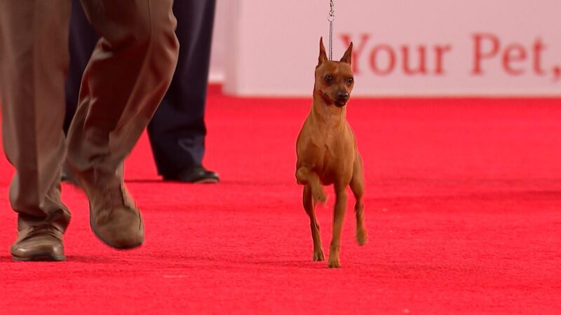 Ảnh chó Phốc đang đi thi