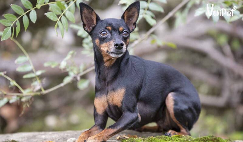miniature pinscher in nature