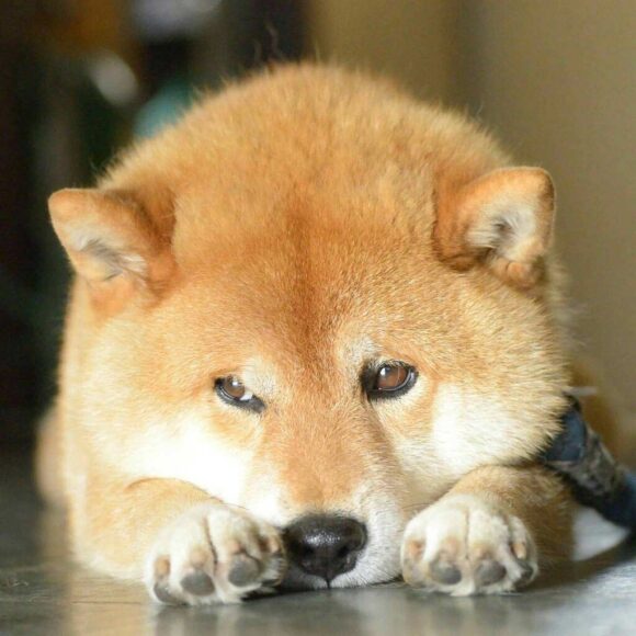 Ảnh chó Shiba buồn