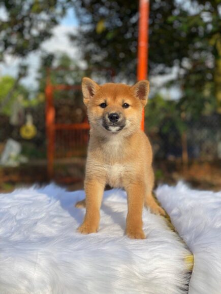 Ảnh chó Shiba con