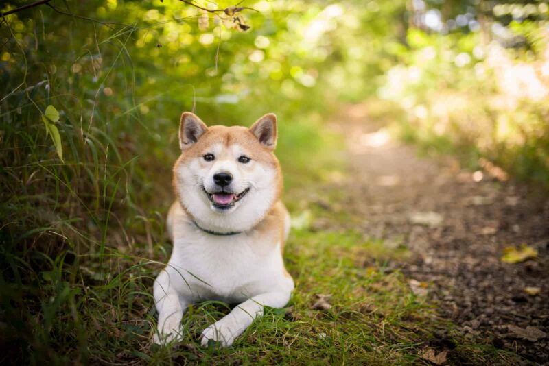 Ảnh chó Shiba cực đẹp