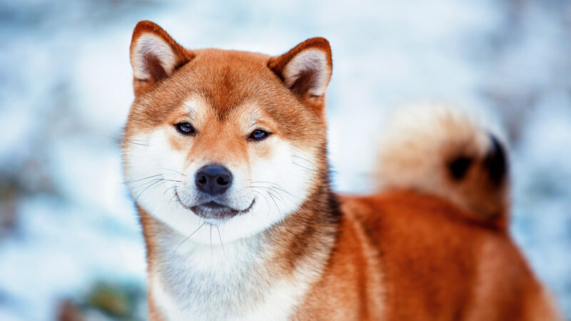 Ảnh chó Shiba cực nét