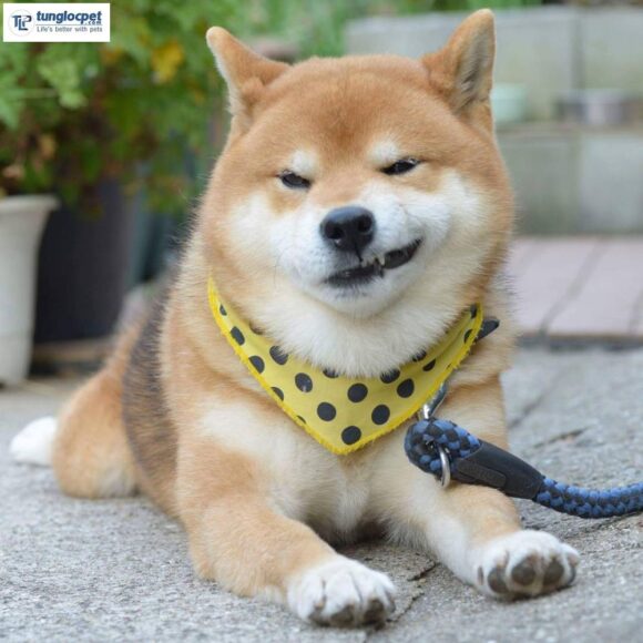 Ảnh chó Shiba cười