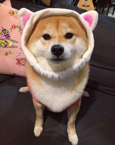Ảnh chó Shiba cute