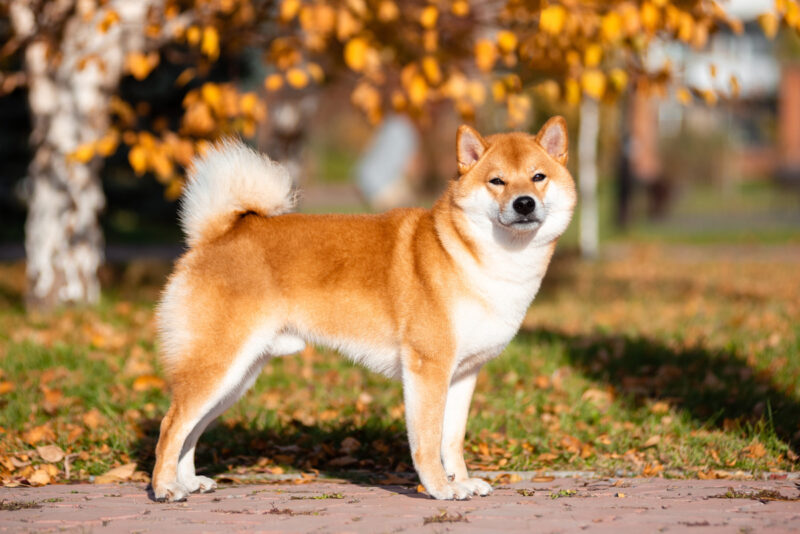 Ảnh chó Shiba đáng yêu