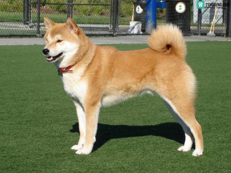 Ảnh chó Shiba đẹp