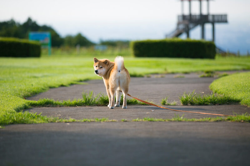 Ảnh chó Shiba đẹp nhất