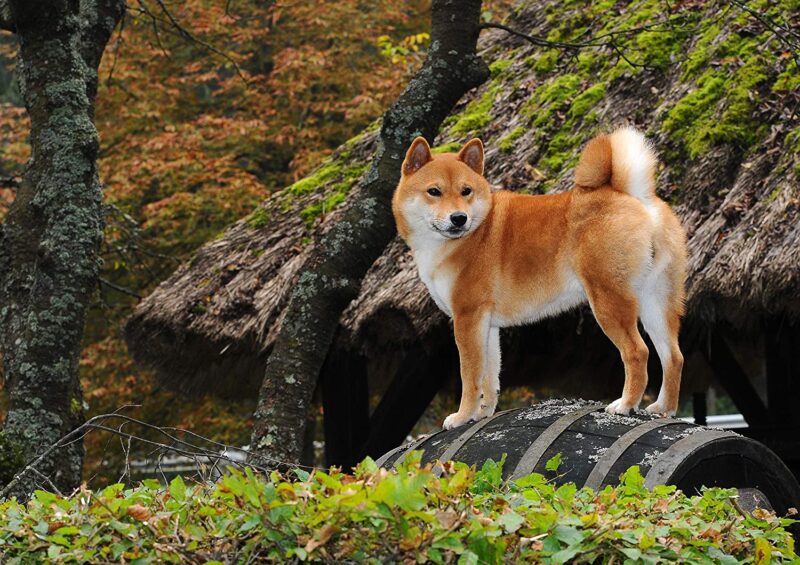 Ảnh chó Shiba đứng ở trên vách đá