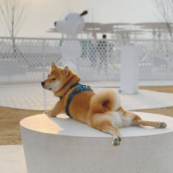 Ảnh chó Shiba hài hước