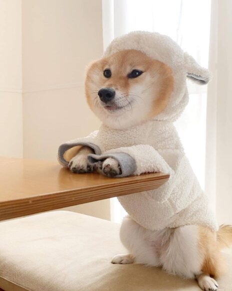 Ảnh chó Shiba mặc áo cute