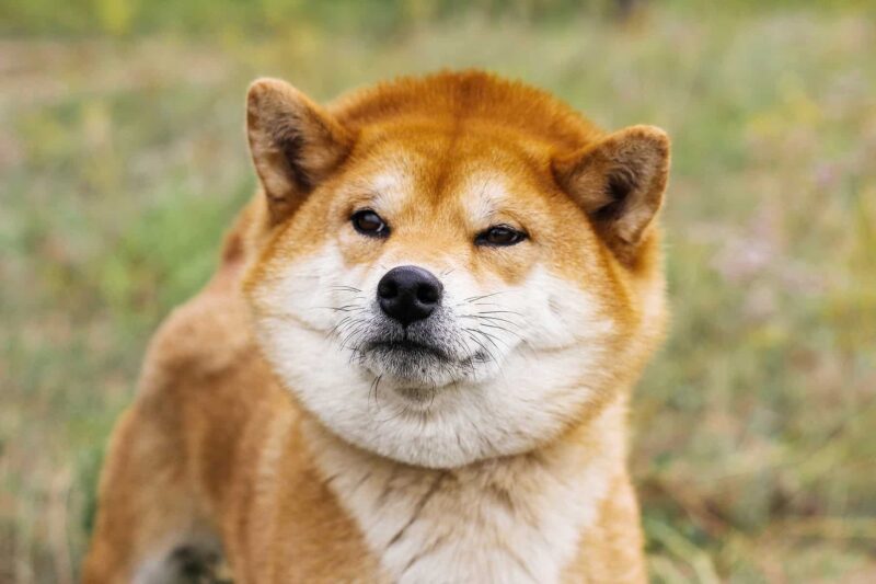 Ảnh chó Shiba ngộ nghĩnh