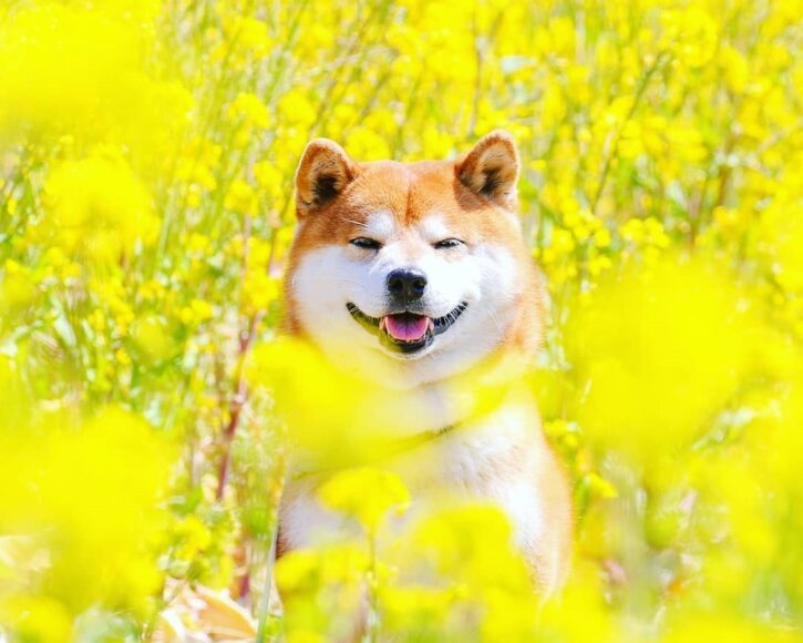 Ảnh chó Shiba trong vườn hoa cải vàng