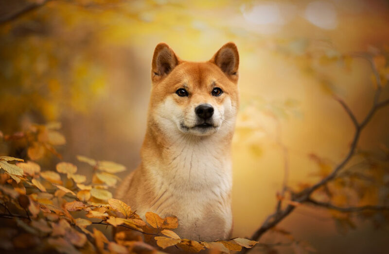 Ảnh chó Shiba vàng