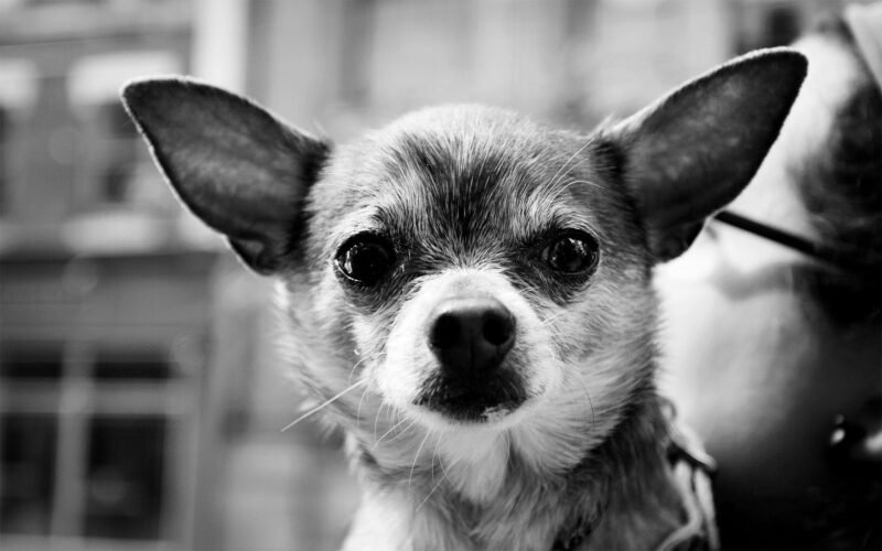 Ảnh chó chihuahua đen trắng