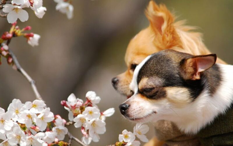 Ảnh chó chihuahua đẹp nhất