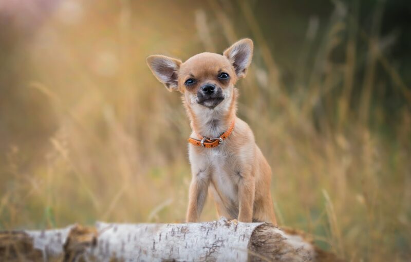 Ảnh chó chihuahua lông nâu