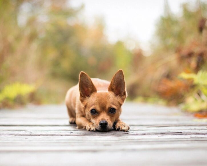 Ảnh chó chihuahua mặt buồn