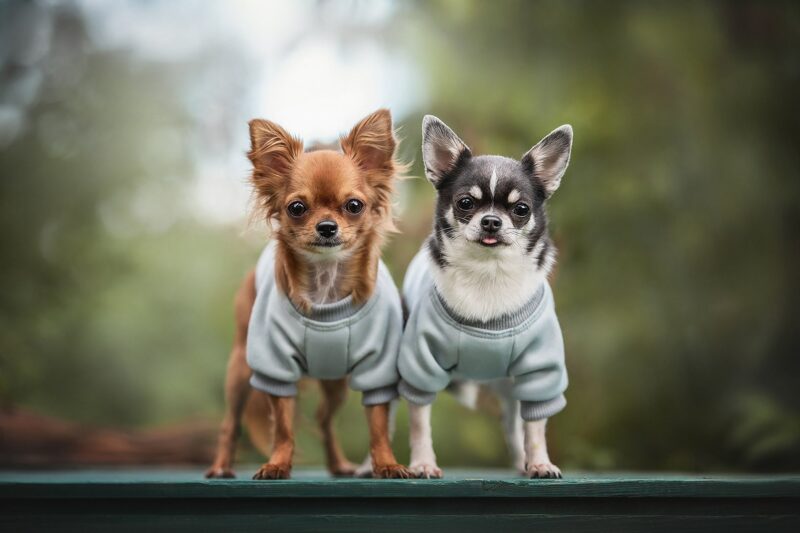 Ảnh chó chihuahua và bạn