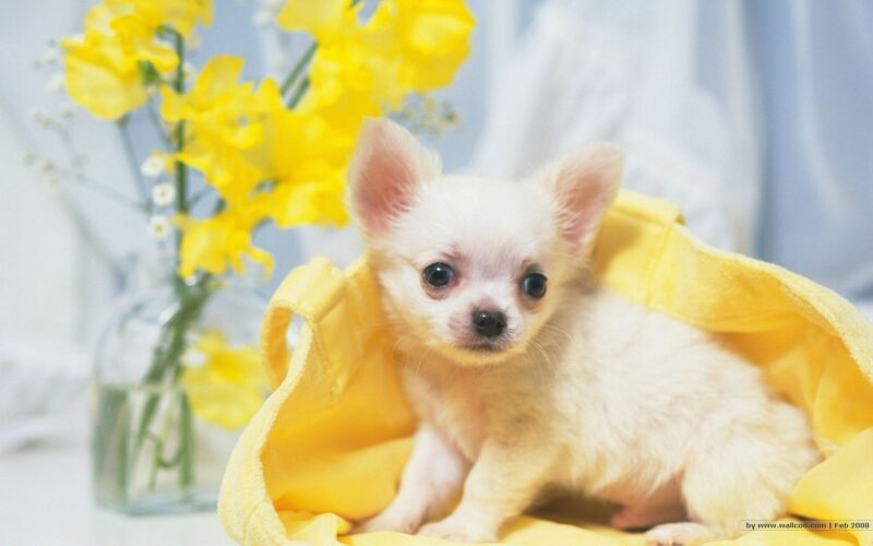 Ảnh chó chihuahua xinh xắn