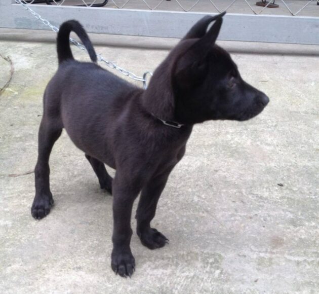 Ảnh chó mực còn nhỏ