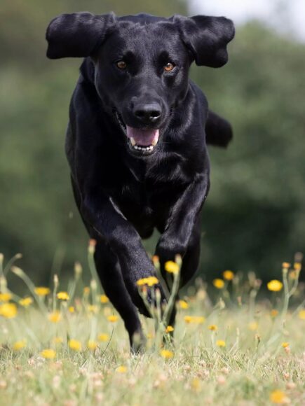 Ảnh chó mực đang chạy