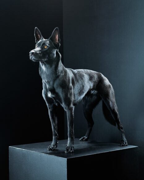 Ảnh chó mực đẹp nhất